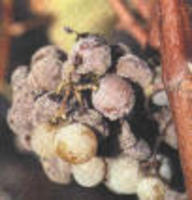 Botrytis